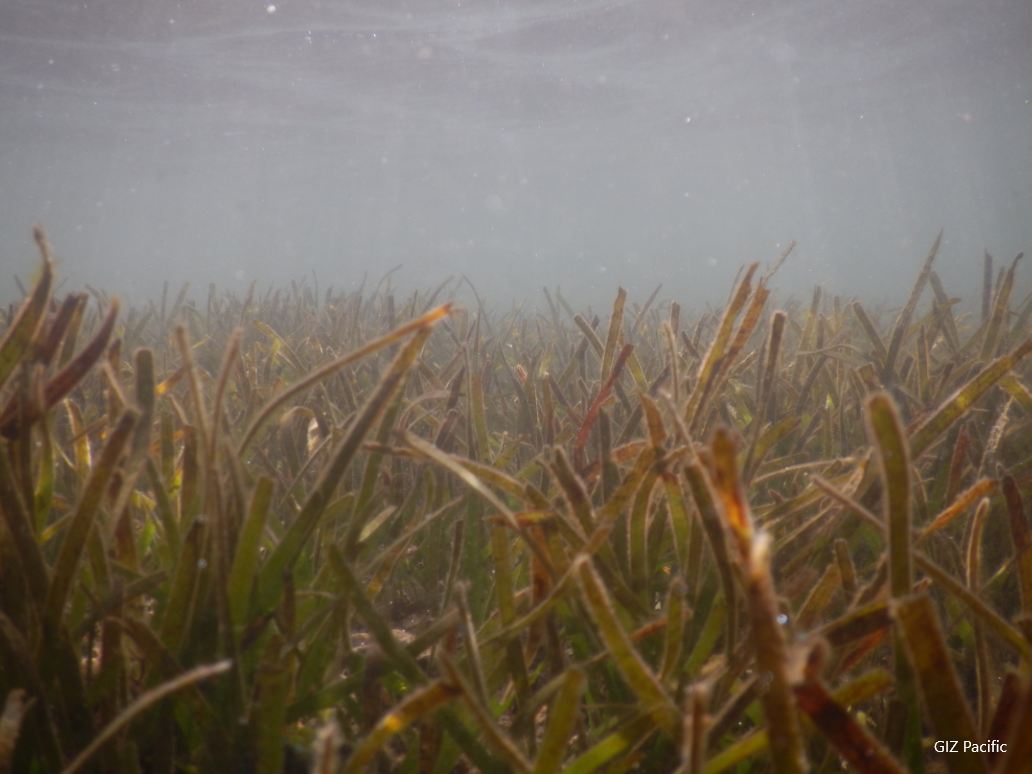 Seagrass