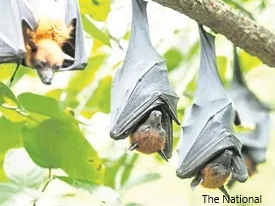 Pest, flying foxes