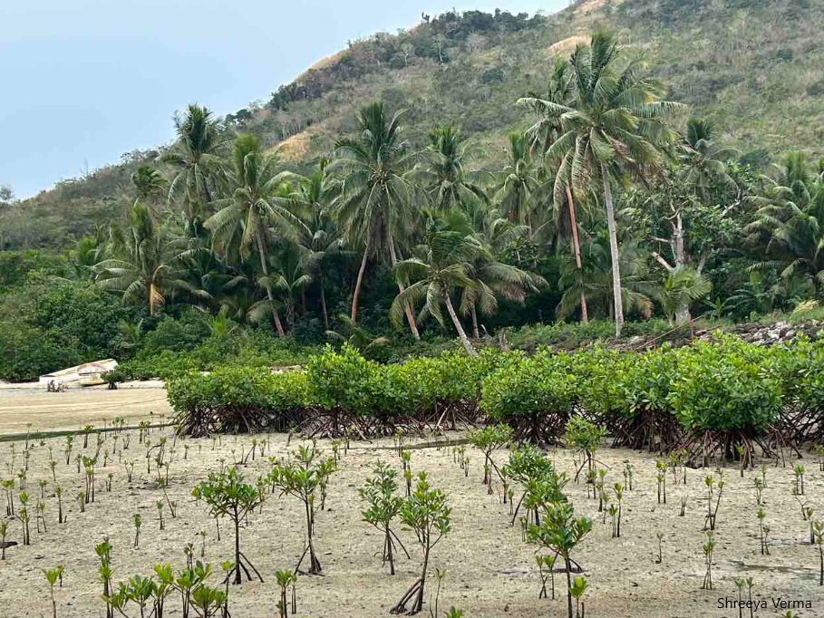 Mangrove Replanting