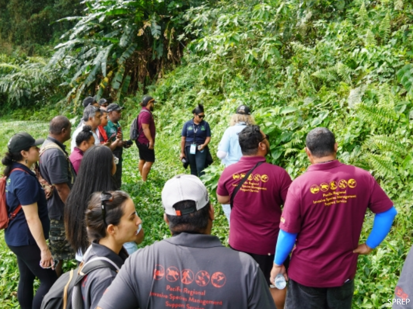 Invasive species, Cook Islands