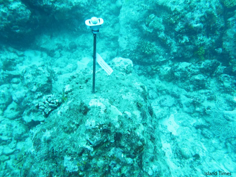 sensors, coral bleeching