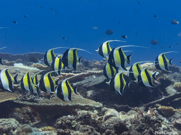 PNG Diving