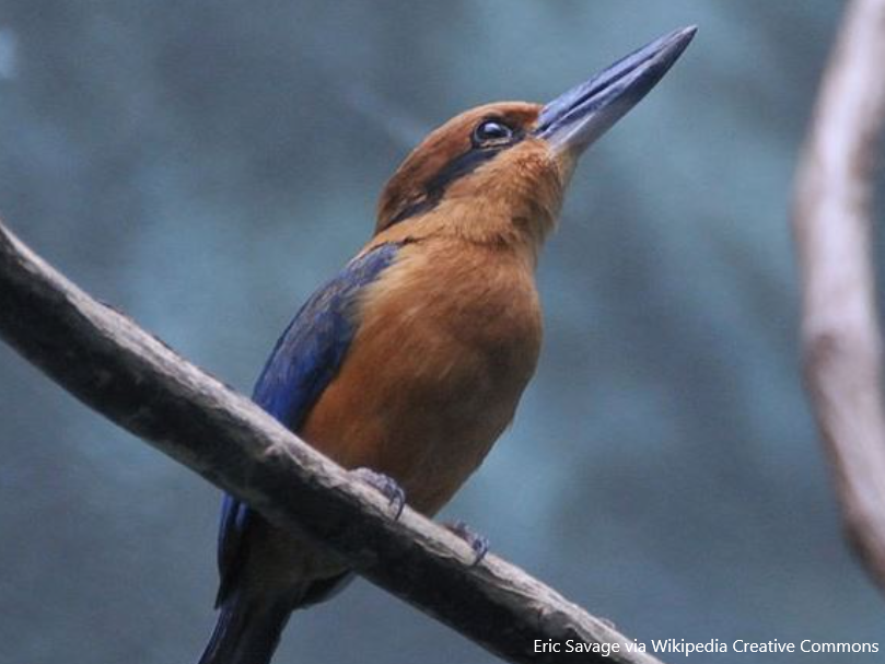 Sihek, Guam Kingfisher