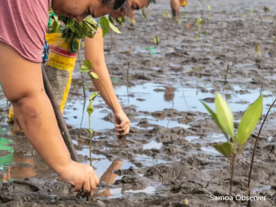 Mangrove Planting