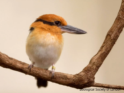 sihek, Guam Kingfisher