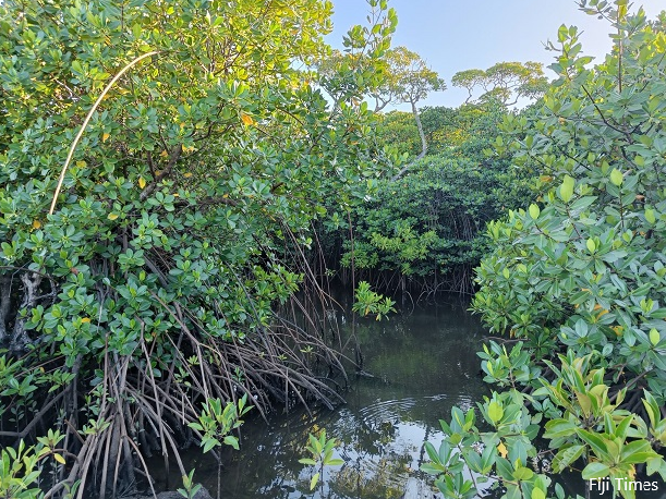 Mangrove loss