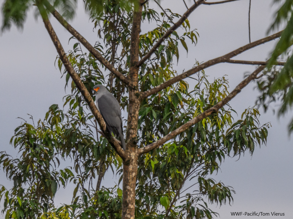 New Britain Goshawk 