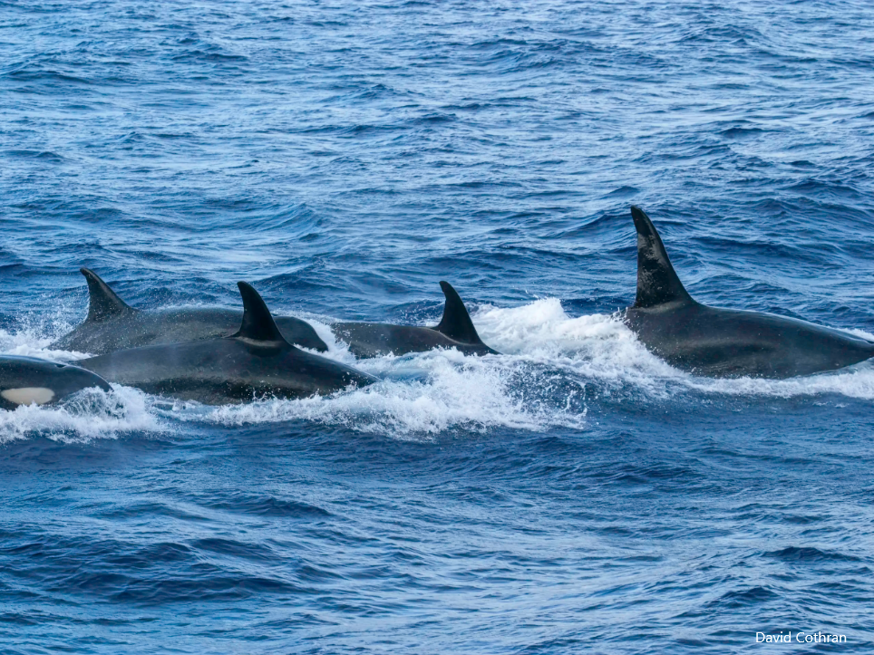 Rare population of Orcas