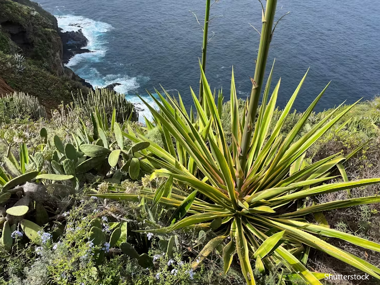 Islands, plant species