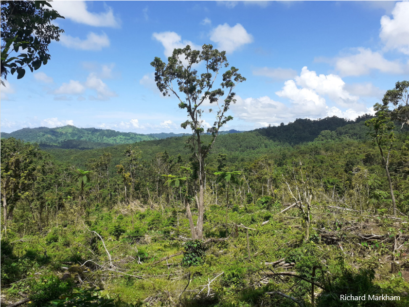 Kava, forest clearing