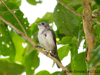 Rarotongan Fly-Catcher