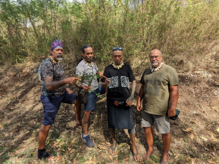 Invasive plant, giant sensitive plant