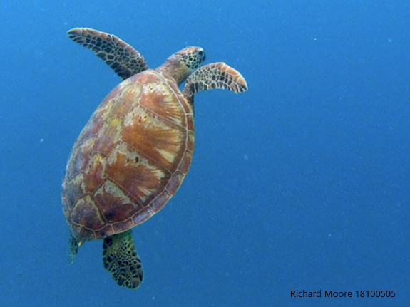 Turtle harvesting