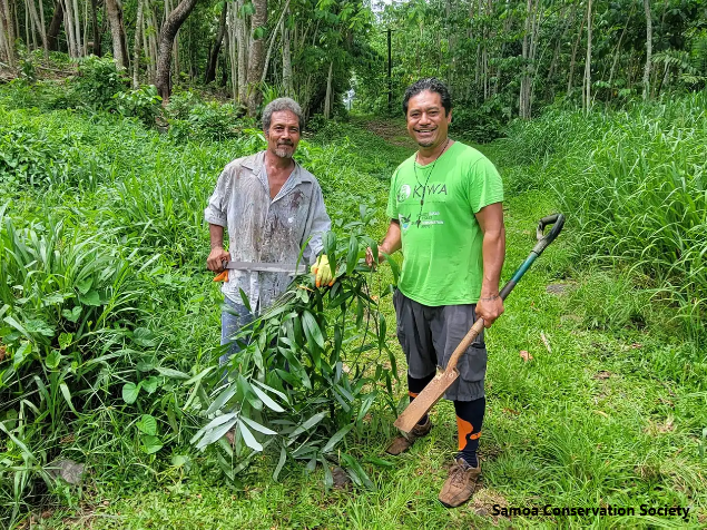 Samoa, invasive palm