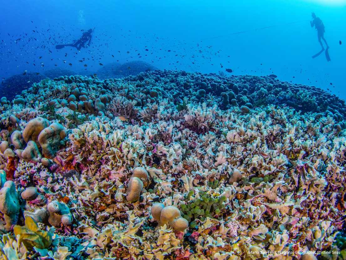 Solomon Islands, largest coral