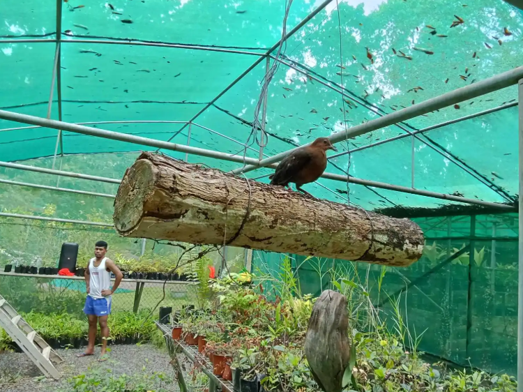 Samoa, friendly ground dove