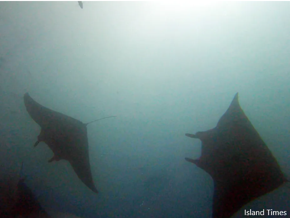 Manta Rays