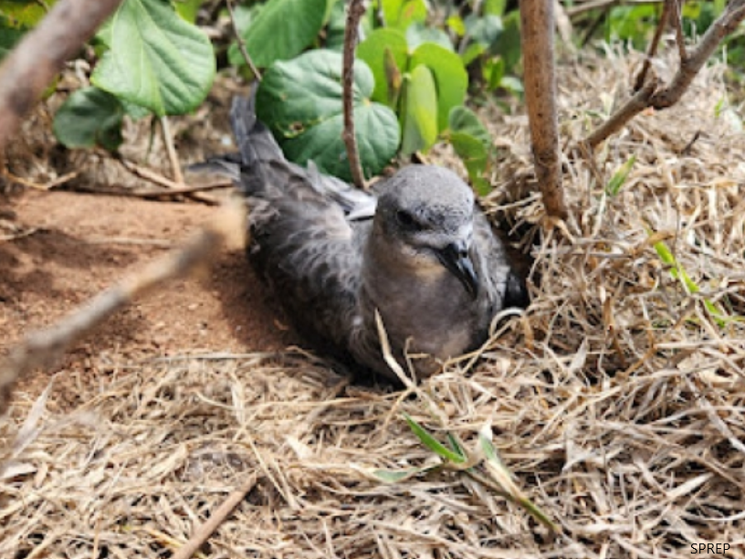 Ha'apai, Rat Eradication