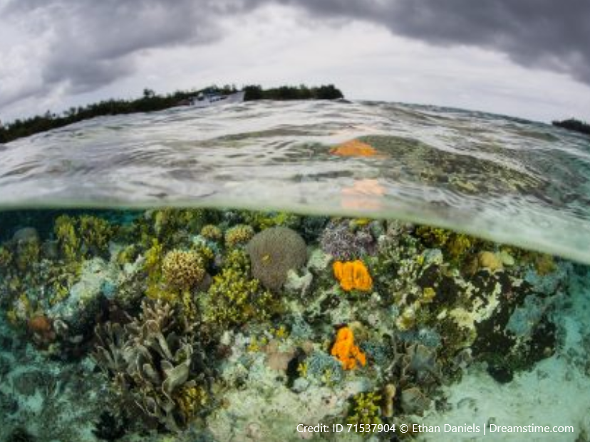 Coral Reefs