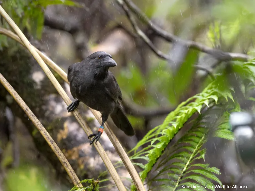 Hawaiian Crow