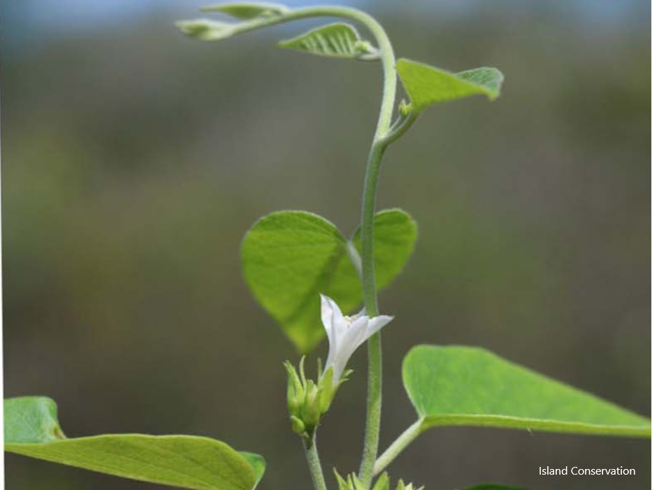 Marquesas Islands, new species