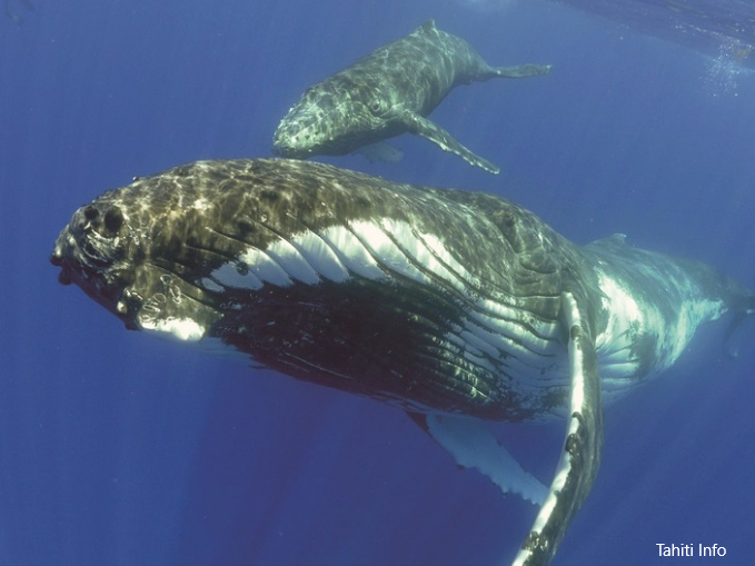 Whales, French Polynesia