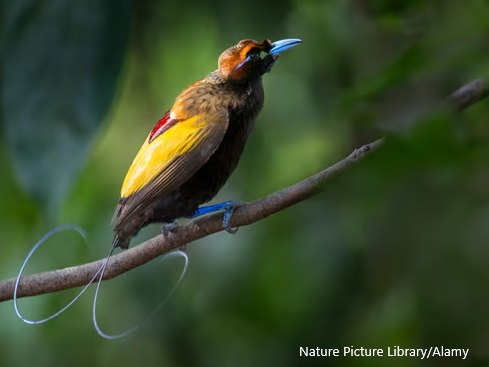 Bird of Paradise