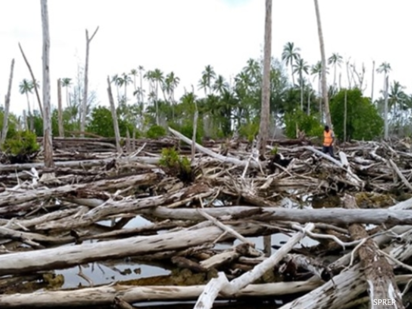 Solomon Islands, blue carbon