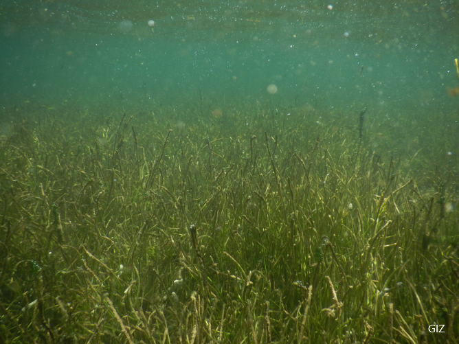 Seagrass restoration