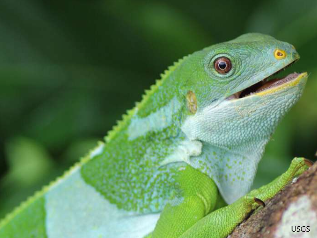 Fiji Iguanas