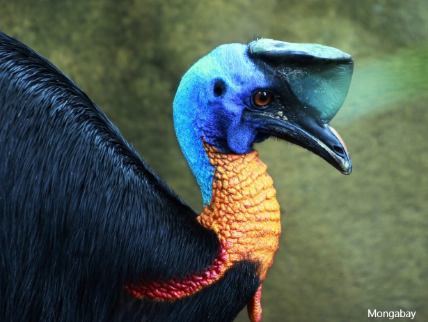 PNG