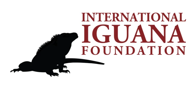 Iguana