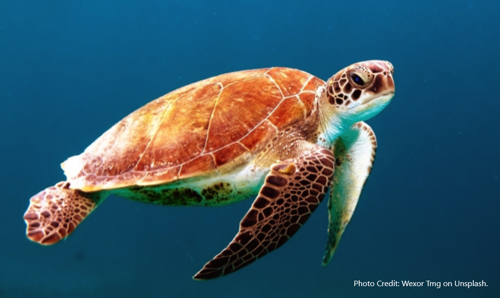 Turtle