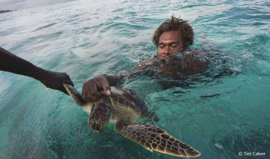 Sea turtles