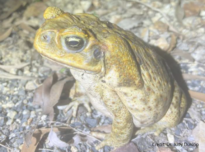 Cane Toad