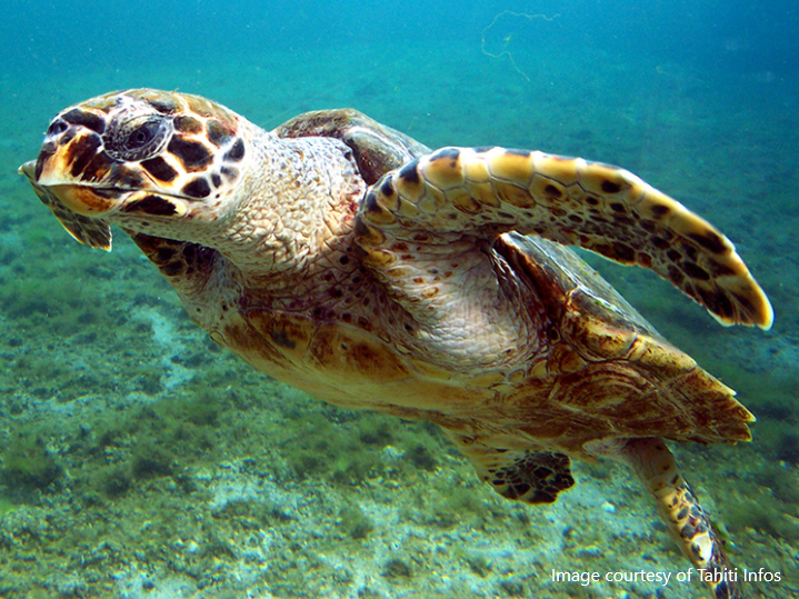 Tahiti Turtles