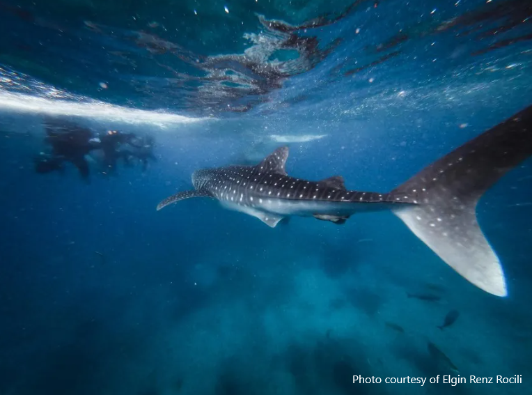 Sharks