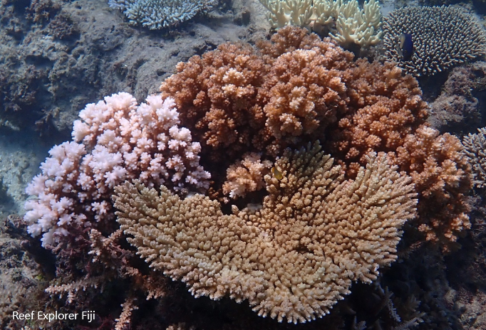 Reef