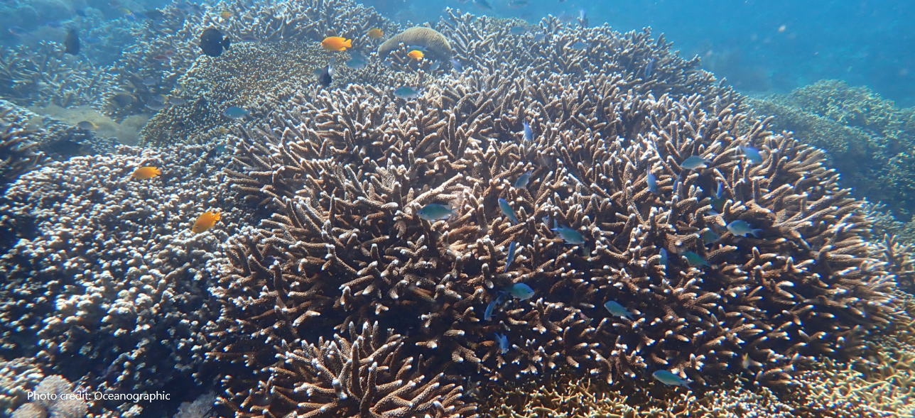 Coral reefs