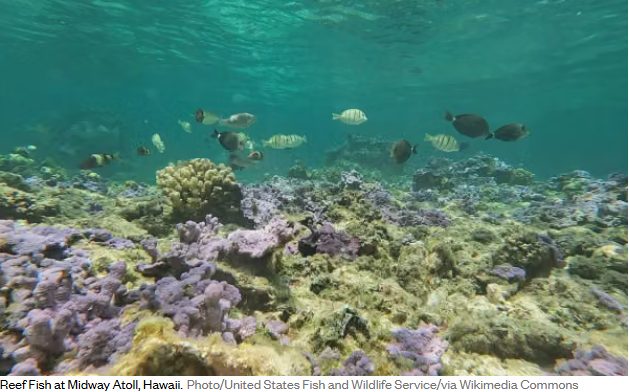 Coral Reefs