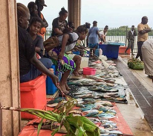 Fish for sale at the Gizo Fish Market. Two species are threatened with extinction locally. Photo: George J. Maelagi.