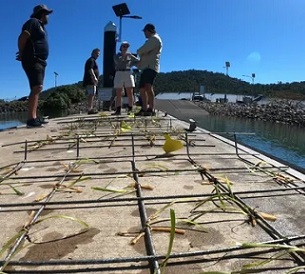 Planting frames with seagrass in Mourilyan Harbour, Queensland. Scientists are trying to regrow seagrass meadows near Cairns. Photograph: James Cook University