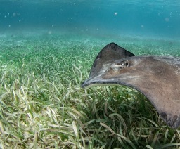 Stingrays patrol a seagrass bed in Belize in search of prey. Seagrasses provide food, habitat, and refuge for fish, turtles, and many other sea creatures. Shah Selbe/Getty Images
