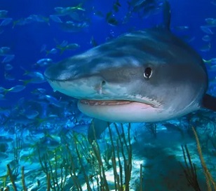 Tiger sharks protected the seagrass meadows by stopping dugongs and turtles from overgrazing. Photograph: Getty Images