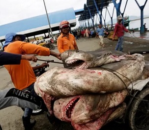 Sharks are being overfished globally but Australian scientists say an international effort to establish greater protections will safeguard the vital role they play in the health of marine ecosystems. Photograph: Hotli Simanjuntak/EPA