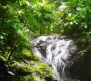 Sirebe Rainforest Conservation Area, Choiseul Province, Solomon Islands. credit - NRDF