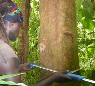 A ranger doing inventory for carbon calculation. Credit - Sirebe Tribal Association