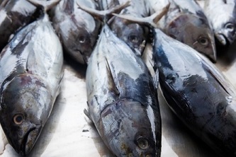 The majority of the world’s skipjack tuna — also known as bonito — is fished from the waters shared by Palau, Kiribati and neighboring Pacific Island nations (Courtesy photo)