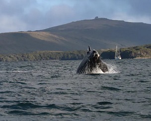 A southern right whale calf breaches in the subantarctic Auckland Islands. University of Auckland tohorā research team, Author provided