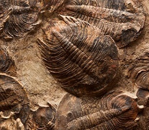 1 / 1Trilobites were ancient arthropods that filled the world’s oceans from the early Cambrian, some 520 million years ago, until the mass extinction at the end of the Permian, 252 million years ago. Credit: Shutterstock/Tami Freed